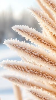 Frozen plant in winter. Plant covered with ice crystals against snowy landscape. Beautiful frosted plant with soft light. Winter season. photo