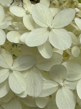 Macro photograph of Hydrangea photo