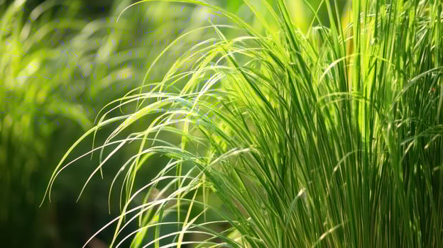 Vibrant green grass swaying in soft sunlight photo