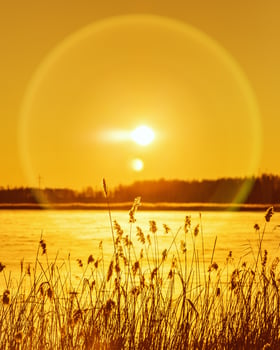 Beautiful winter sun with glares on orange sky. Nature background with snowy lake, wild pampas grass with sun photo