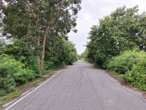 Road through a green forest photo