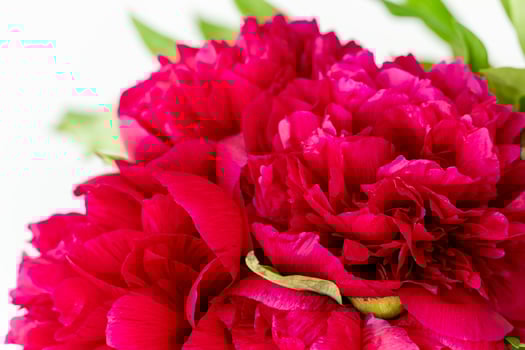 Blooming Red Peony Flowers close up background photo