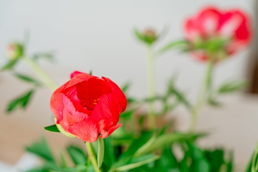 Vibrant Red Peony Flowers Blooming in SpringVibrant Red Peony Flowers Blooming in Spring photo