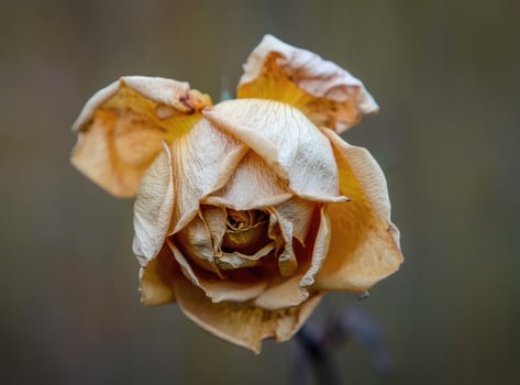 Dried yellow rose captured in close up showcasing its intricate petal details and textures photo