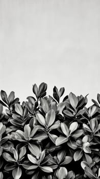 Black and White Botanical Photography Monochromatic Leaf Textures and Patterns. A minimalist nature image perfect for modern home decor, wall art, and graphic design projects. photo