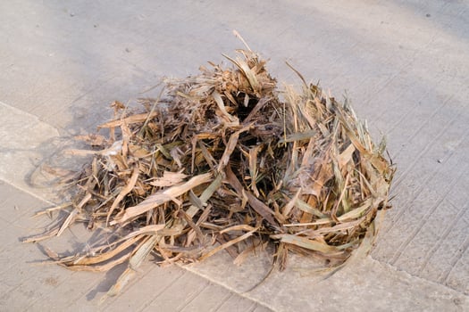 A bird's nest that fell. An empty nest lying on the roadside fell from a tree. Bird's nest made of stacked straw. Bird nest showcasing texture road cast. Heart breaking moment. Copy space photo