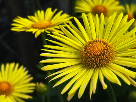 Detailed close-up of yellow daisy flowers showing the texture of the petals and the flower center photo