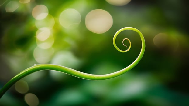 Zoomed-in view of a vine tendril curling, vibrant green, dreamy bokeh backdrop photo