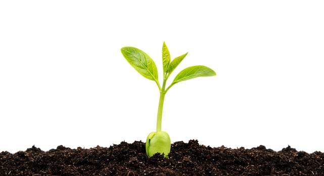 A young plant sprouting from the ground photo