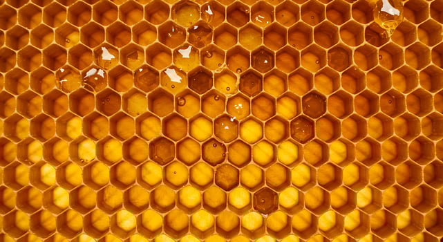 A close up of a honeycomb with water droplets photo