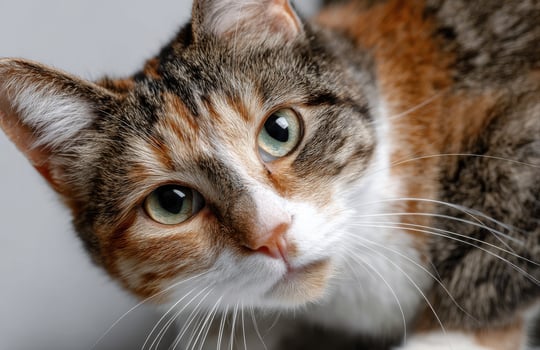 Portrait of calico cat sitting and looking up with curious expression photo
