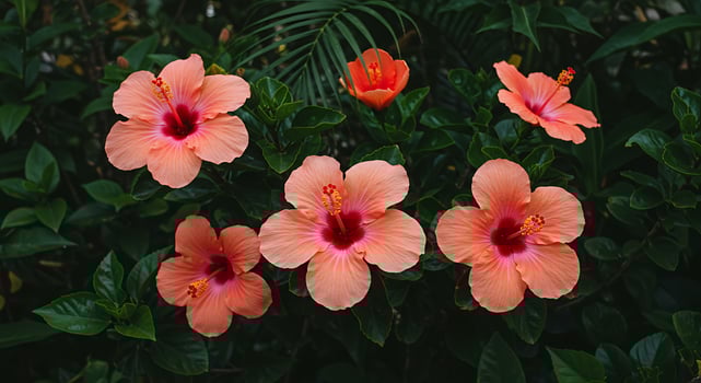 Several orange flowers are blooming in a garden photo