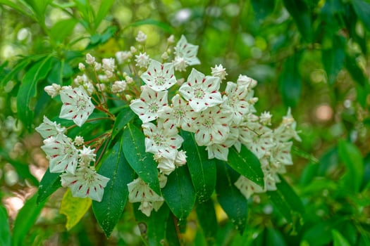 White mountain laurel flowers photo
