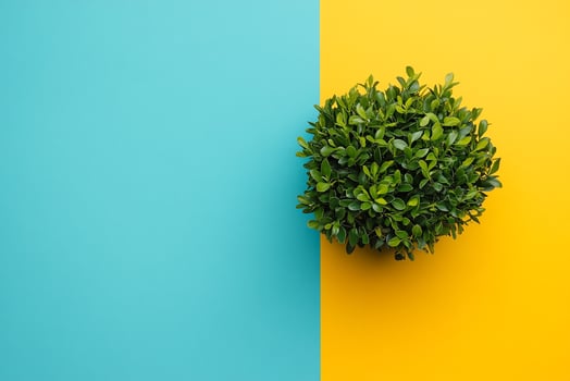 Top view Buxus on a vibrant background, plant setting photo
