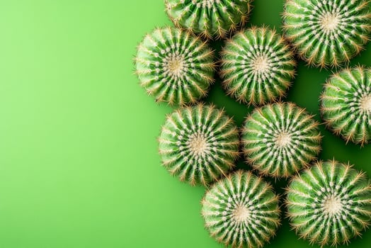 Top view photorealistic Cholla Cactus, plant set on a vibrant background photo
