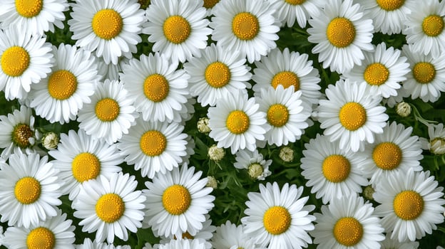 Erigeron on a vibrant background, photorealistic top view Erigeron flower photo