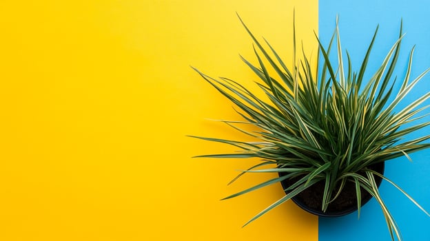 Top view photorealistic Festuca, plant set on a vibrant background photo