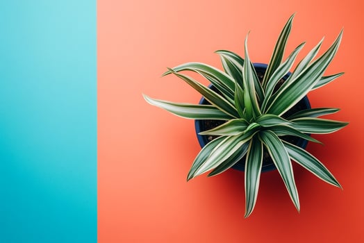 Top view photorealistic Ophiopogon, plant set on a vibrant background photo