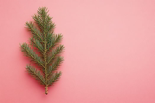 Picea on a vibrant background, photorealistic top view Picea plant photo