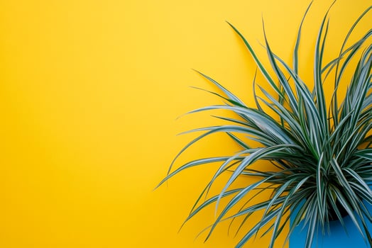 Ponytail Palm on a vibrant background, photorealistic top view Ponytail Palm plant photo