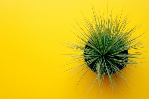 Schizachyrium on a vibrant background, top view photorealistic plant photo