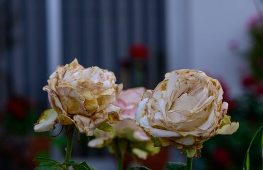 Faded white roses in a Mediterranean garden on a sunny day in Cyprus. Natural aging beauty. photo