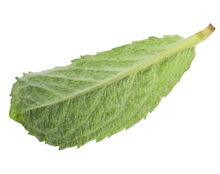Back side of green mint leaf on isolated background. photo