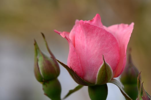 Delicate pink rose illuminated by warm sunset rays. Romantic floral scene with soft natural lighting. photo