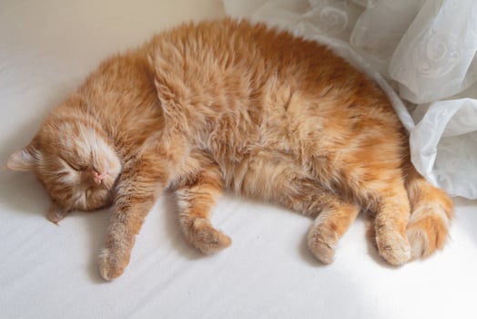 The red cat is sleeping with its face covered by its paws., Pets photo