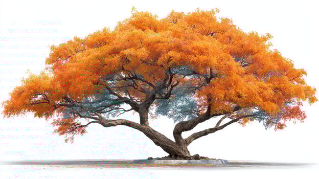 Vibrant orange tree in autumn showcasing stunning foliage against a white background photo