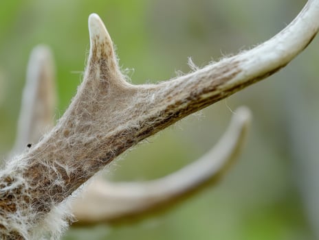 Proud Forest Stag Showing Off Fresh Antler Growth photo
