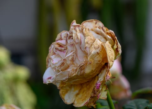 White Dried Roses in Garden in Cyprus photo