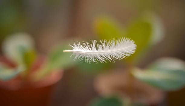 close up of a white feather on a plant photo