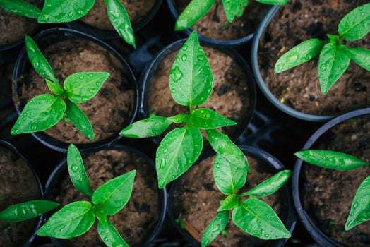 green young seedlings of bell peppers in black cups ready for planting in the ground 1 photo