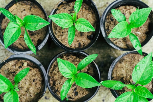 green young seedlings of bell peppers in black cups ready for planting in the ground 3 photo