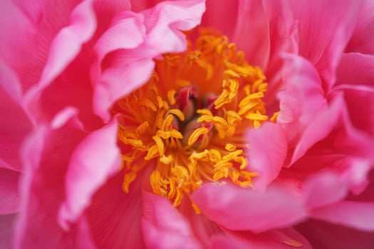 Vibrant pink peony flower showcasing intricate yellow stamen in bloom photo