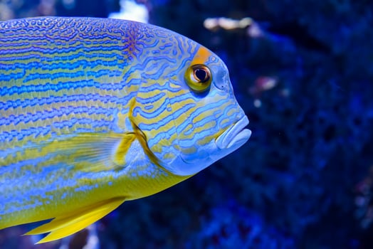 Blue-striped sailfin snapper cruising above coral rocks in a tropical saltwater aquarium photo