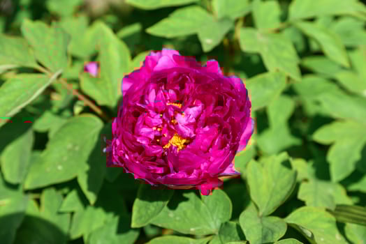 Close-up top view of a vibrant fuchsia pink tree peony flower in full bloom, soft blurred background, floral natural beauty photo