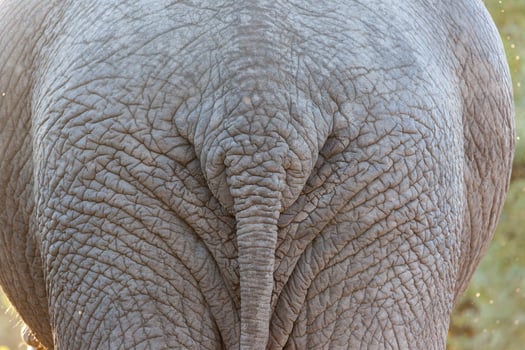 Elephant Tail in Kruger NP photo