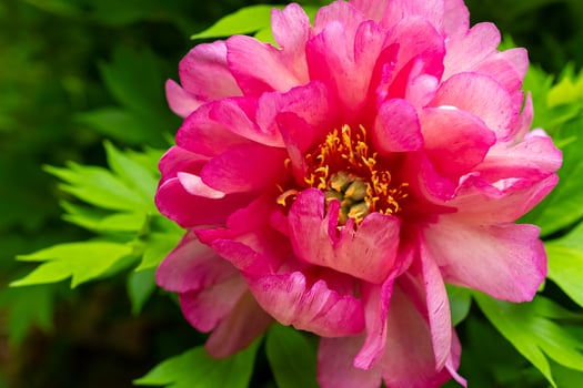 Blooming peony captivates with vibrant pink petals against lush green foliage in springtime garden photo