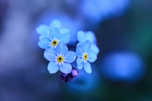 Forget me nots, Myosotis sylvatica, Myosotis scorpioides. Blooming Myosotis wildflowers with blue petals photo