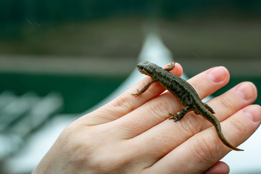 A smooth newt rests calmly on a person's open hand with a gentle, natural look. A detailed shot shows a small newt resting gently on a person's hand with a natural background. The reptile is well lit. photo