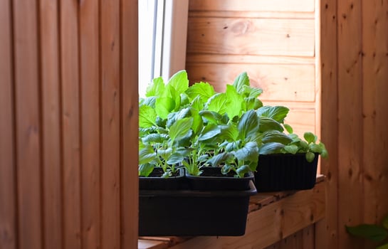 The image captures a calm and organized gardening setup, emphasizing care and preparation. photo