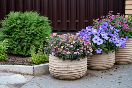 Colorful flower pots in a residential area showcasing vibrant blooms in springtime photo