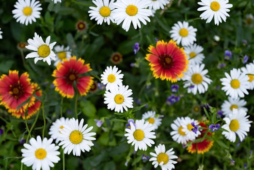 Bright white daisies bloom abundantly in a sunny garden setting during springtime, showcasing their vibrant yellow centers photo