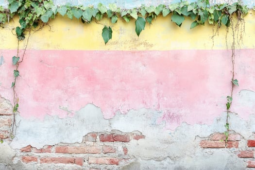 A wall with vines growing on it photo