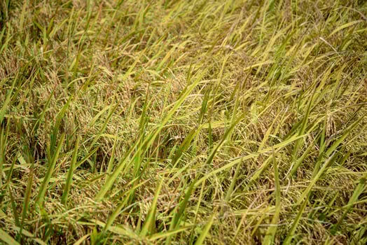 Close Up View of Rice Paddy Field Ready for Harvest photo