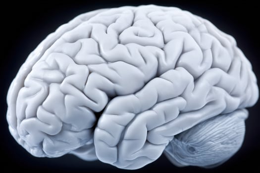 A three-dimensional rendering of a human brain showcases the intricate folds and creases. The model features a smooth, pale surface against a dark background, emphasizing its structure and complexity. photo