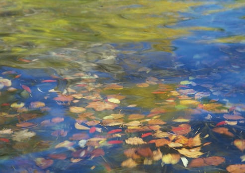 Autumn leaves floating in water photo