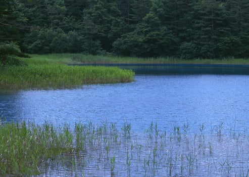 a small lake surrounded by tall grass photo